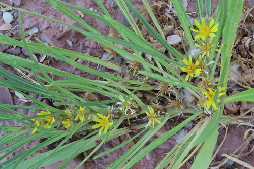 Common Vomitdaisy (Geigeria ornativa)