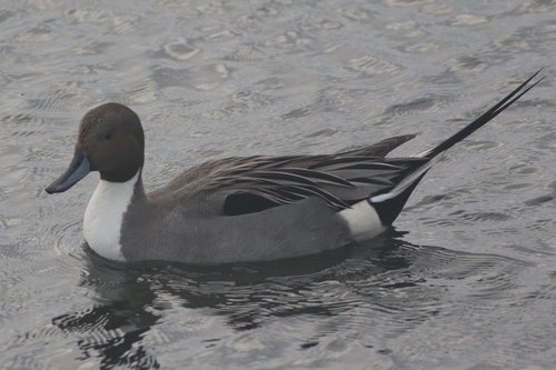 Northern Pintail (Anas acuta), photo 6