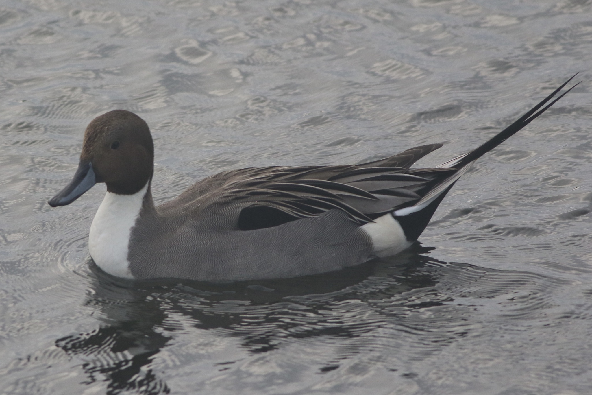 Northern Pintail (Anas acuta), photo 9