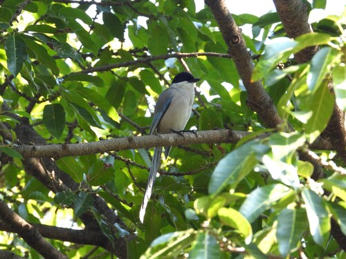 Azure-winged Magpie (Cyanopica cyanus), photo 1