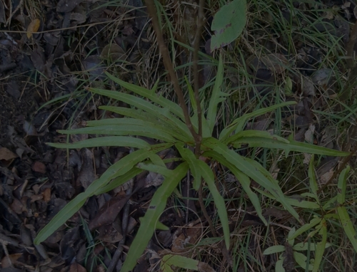 Pteris hillebrandii observed 2026-01-02