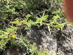 Vachellia tortuosa