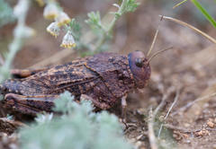Bryodema luctuosum