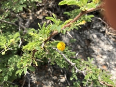 Vachellia tortuosa