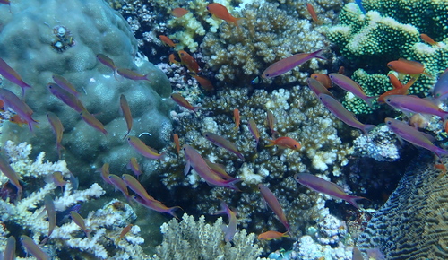 Luzonichthys observed 2025-12-29