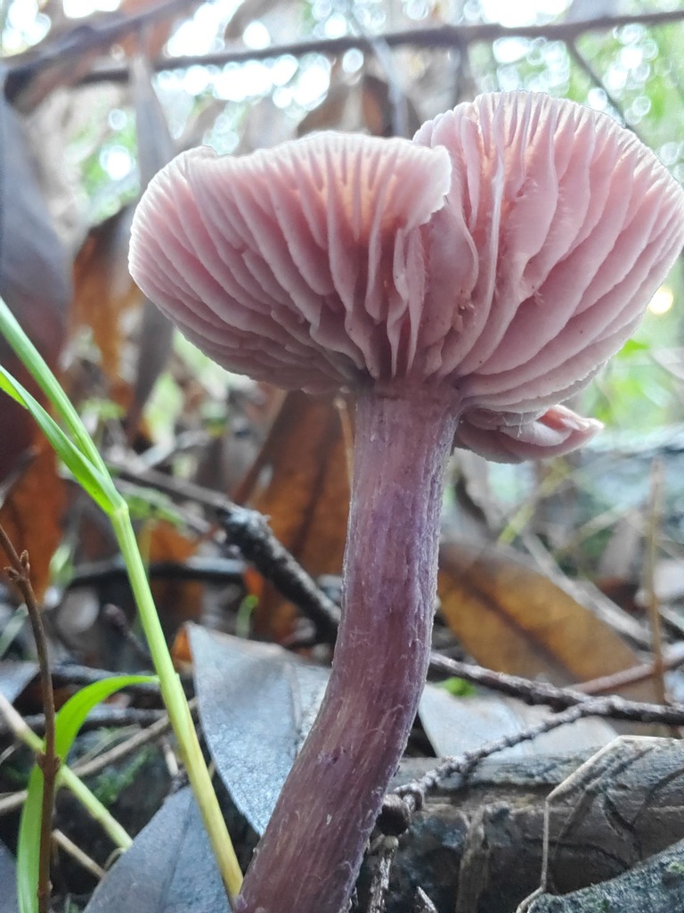 Laccaria amethysteo-occidentalis · December 2025 · photo: © arlenedevitt (iNaturalist, cc-by)