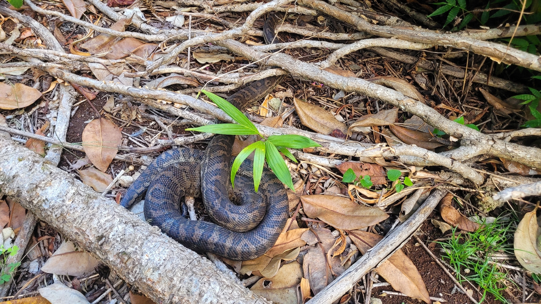 Morelia spilota mcdowelli Wells & Wellington, 1984