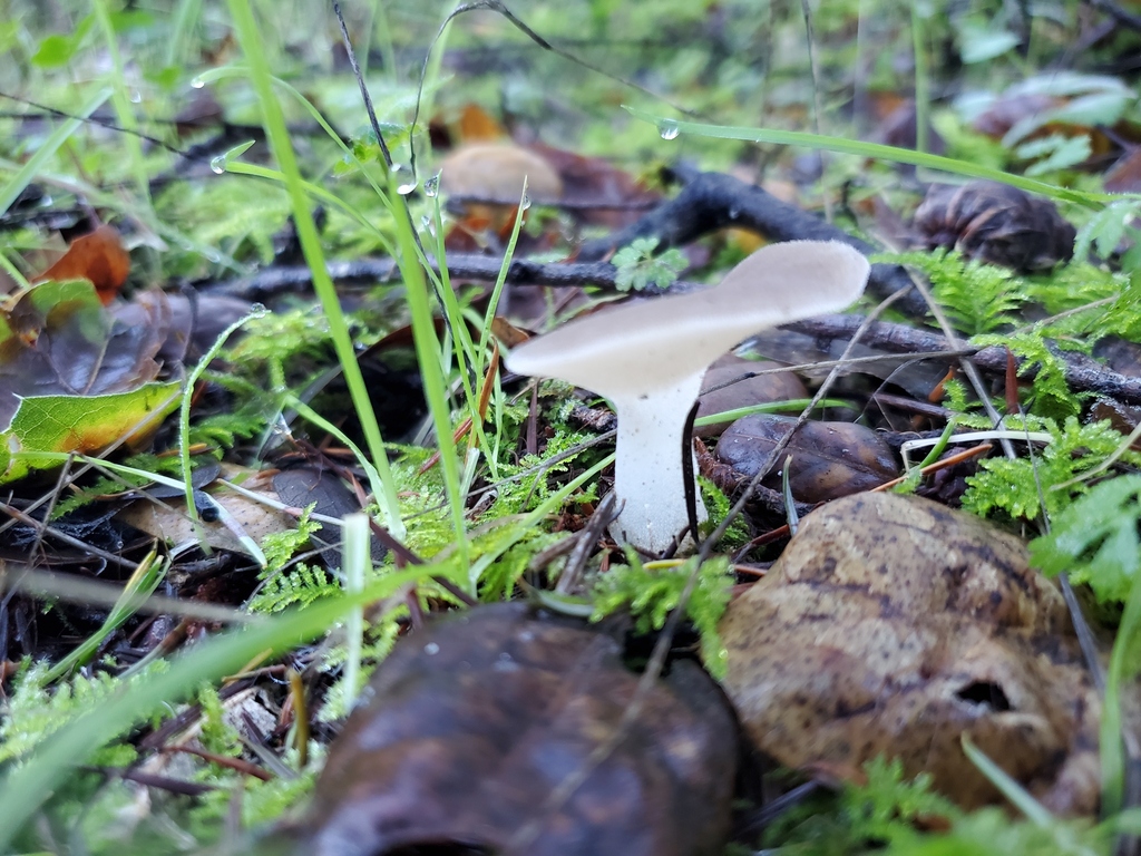 Pseudohydnum gelatinosum · December 2025 · photo: © arlenedevitt (iNaturalist, cc-by)