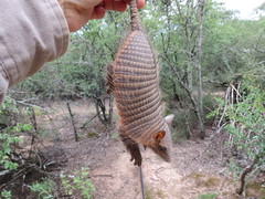 Chaetophractus vellerosus