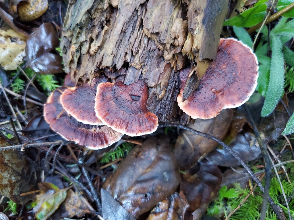 Fomitopsis cajanderi · December 2025 · photo: © arlenedevitt (iNaturalist, cc-by)
