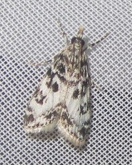 Eudonia laetella