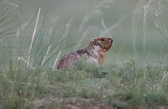 Marmota sibirica