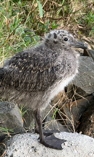 Kelp Gull (Larus dominicanus), photo 6