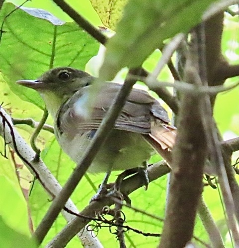 Cabanis's Greenbul (Phyllastrephus cabanisi), photo 7