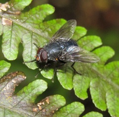 Calliphoroides antennatis