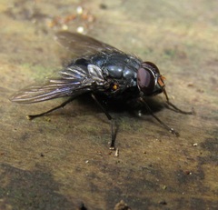 Calliphoroides antennatis