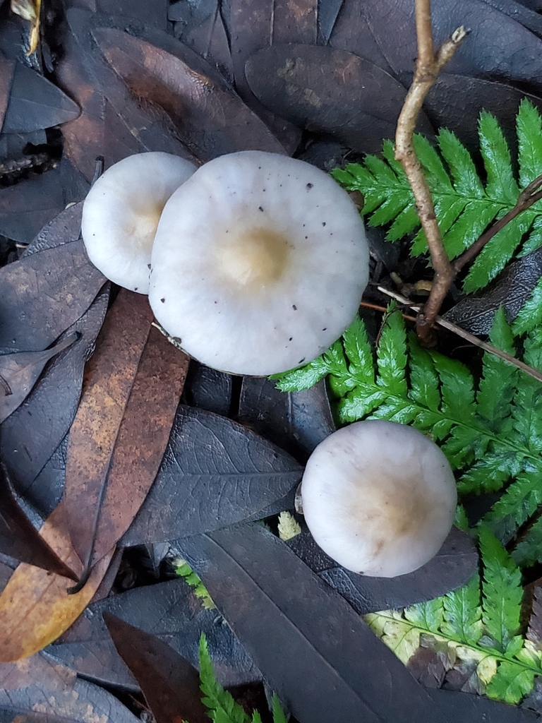Inocybe ionocephala · December 2025 · photo: © arlenedevitt (iNaturalist, cc-by)
