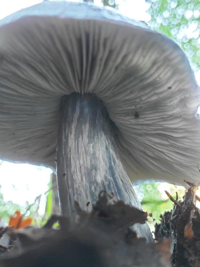 Entoloma medianox · December 2025 · photo: © arlenedevitt (iNaturalist, cc-by)