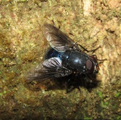 Calliphoroides antennatis