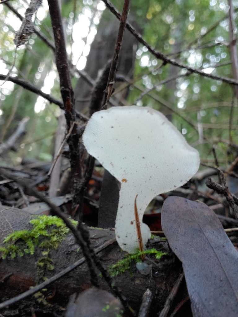 Pseudohydnum gelatinosum · December 2025 · photo: © arlenedevitt (iNaturalist, cc-by)