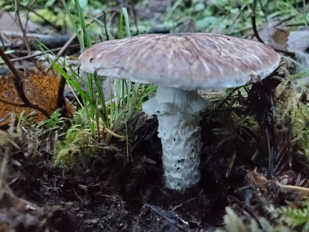 Agaricus subrutilescens · December 2025 · photo: © arlenedevitt (iNaturalist, cc-by)