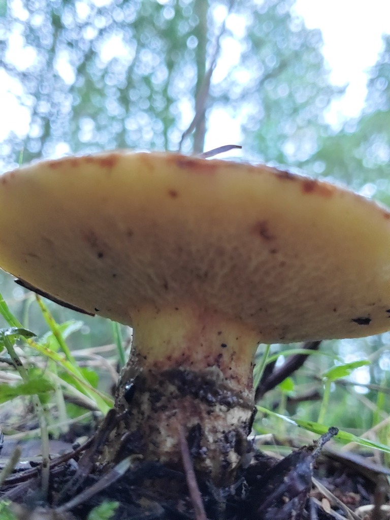 Suillus caerulescens · December 2025 · photo: © arlenedevitt (iNaturalist, cc-by)