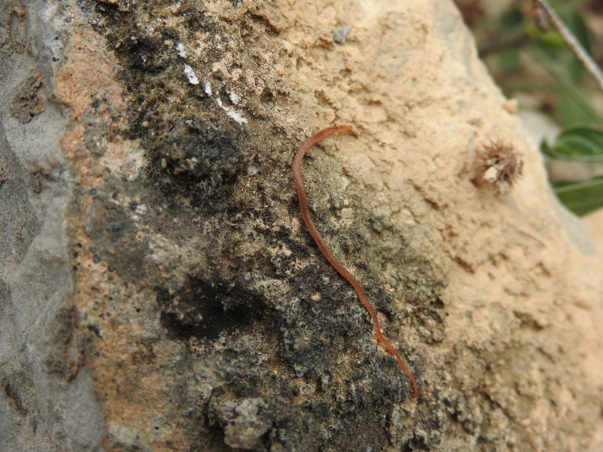 Dignathodon microcephalus Lucas, 1846