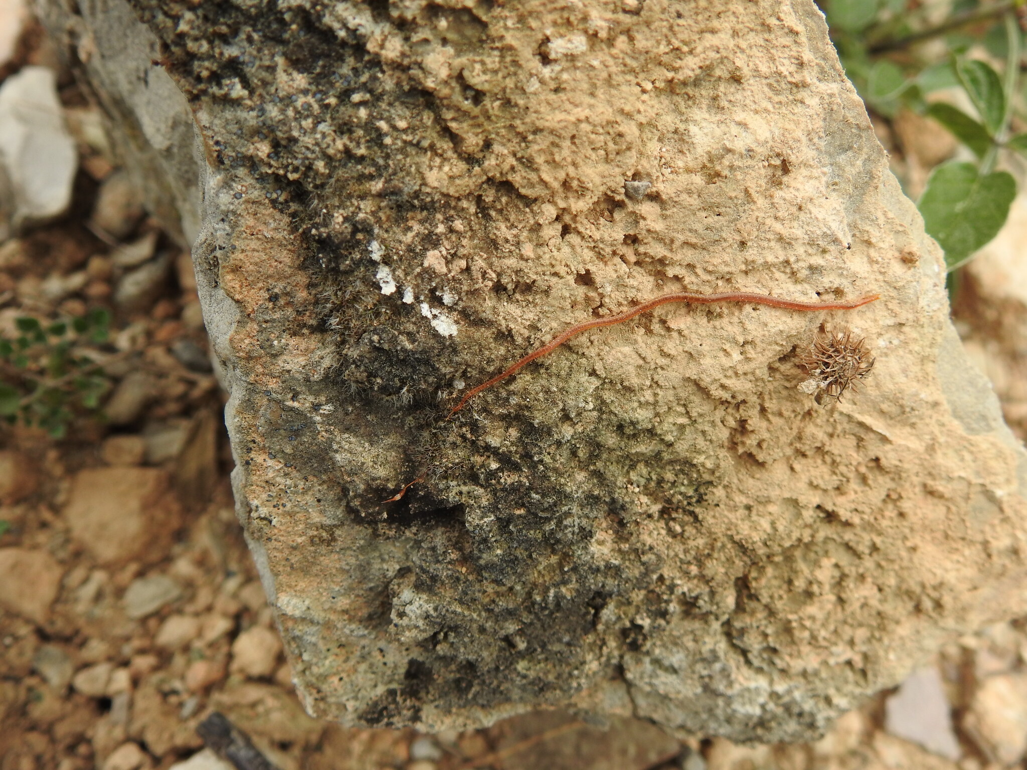 Dignathodon microcephalus Lucas, 1846