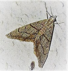 Psephis myrmidonalis