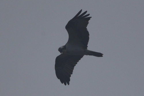 Osprey (Pandion haliaetus), photo 1
