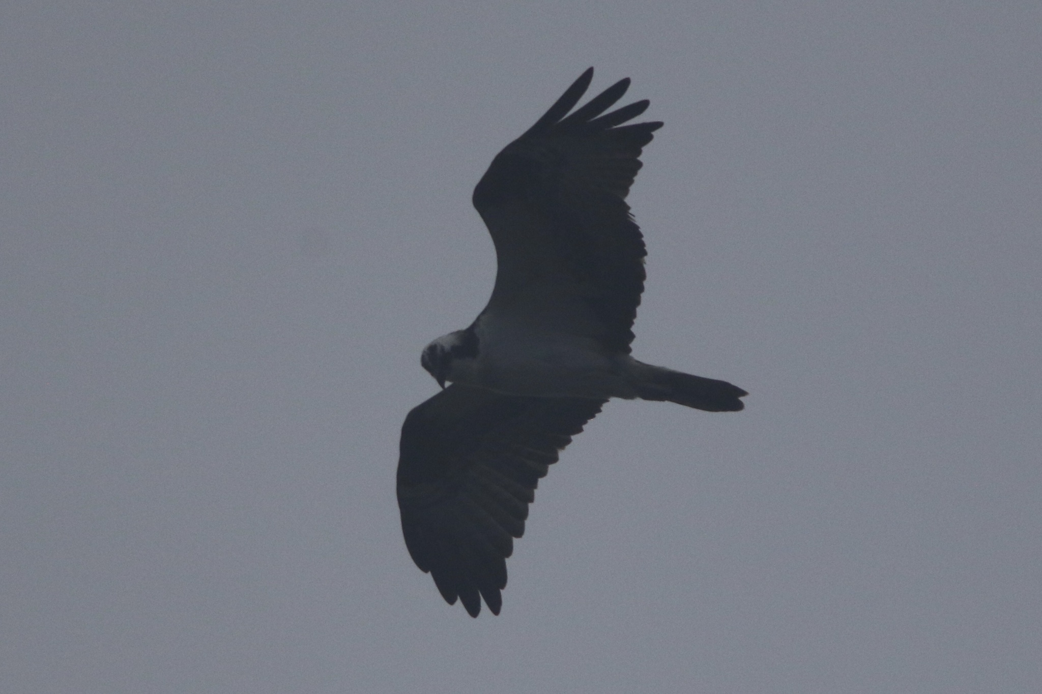 Pandion haliaetus (Linnaeus, 1758)