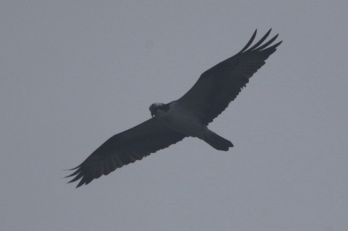 Osprey (Pandion haliaetus), photo 2