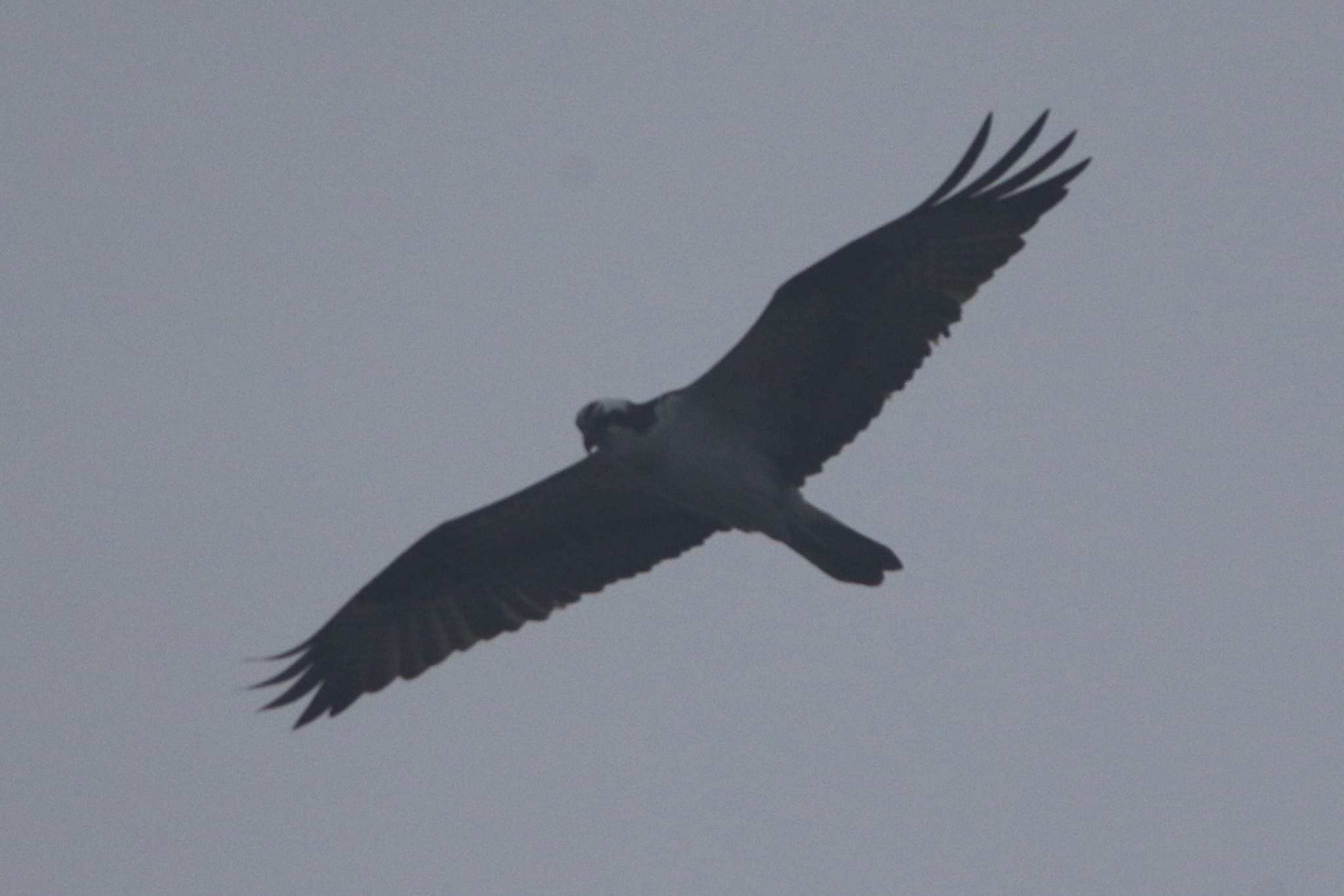 Pandion haliaetus (Linnaeus, 1758)