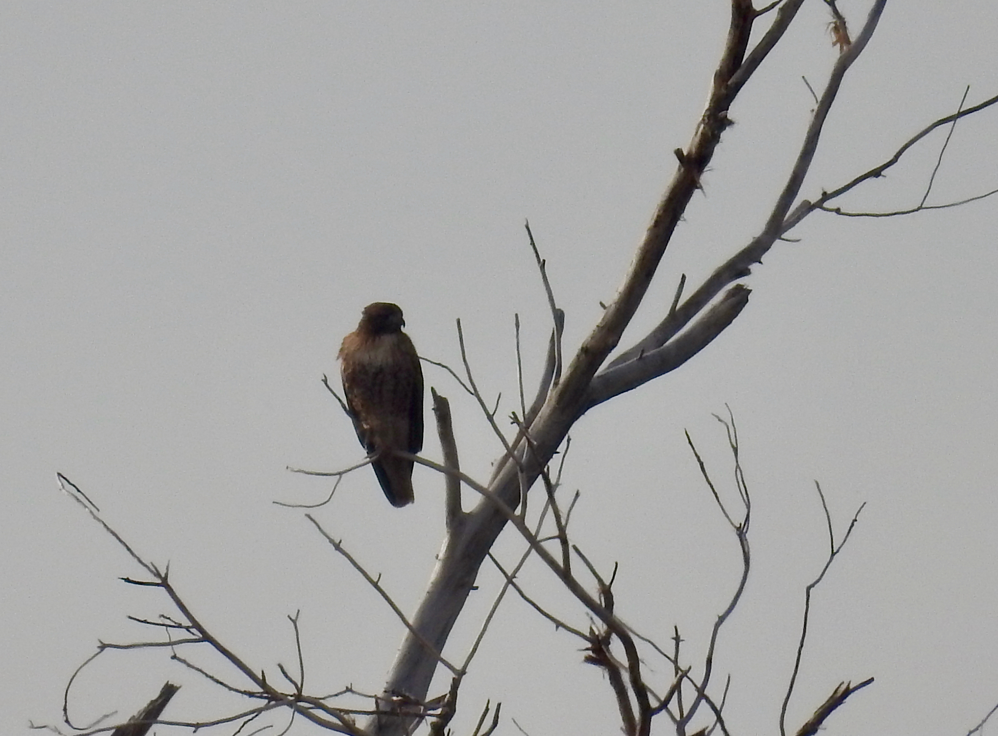 Buteo jamaicensis (Gmelin, 1788)