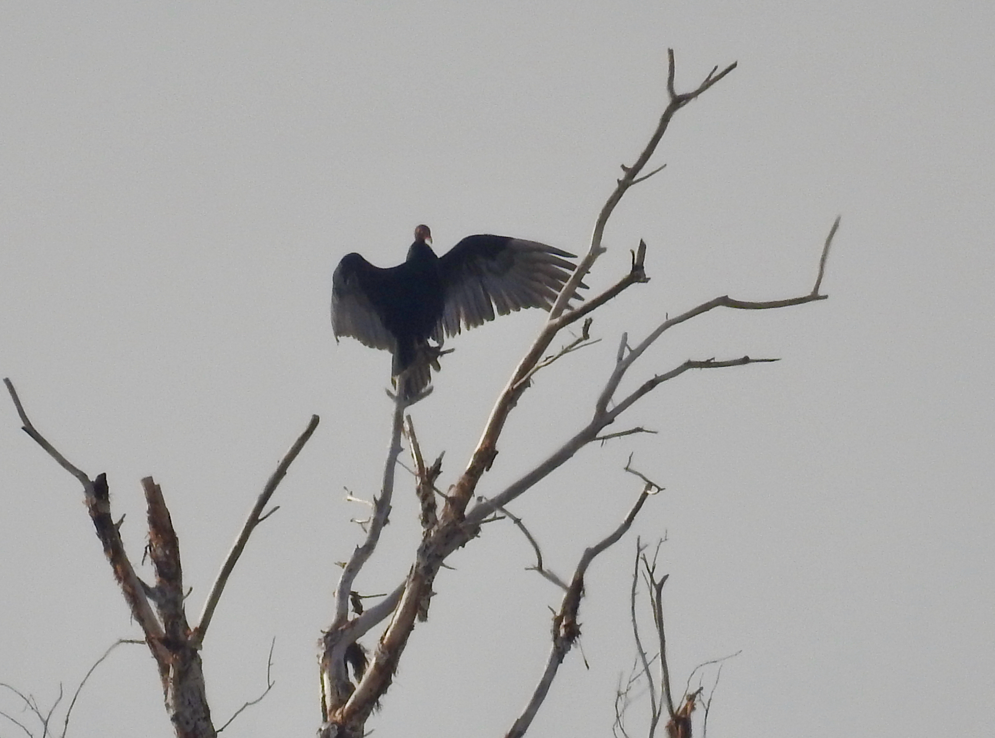 Cathartes aura (Linnaeus, 1758)