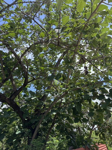 Cordia myxa, photograph 4