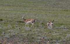 Gazella subgutturosa
