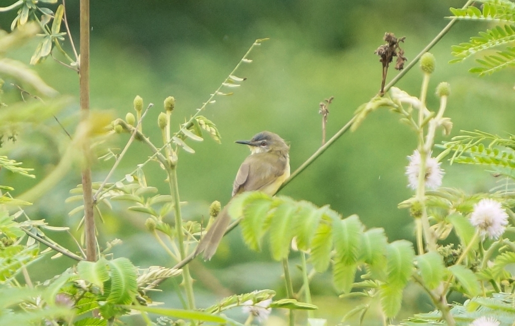 Perenjak rawa (Prinia flaviventris)