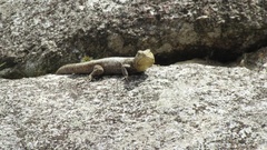 Stenocercus crassicaudatus