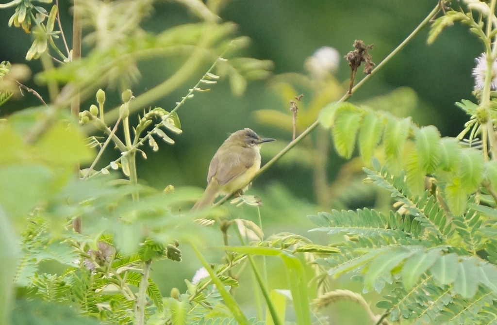 Yellow-bellied Prinia (Prinia flaviventris)