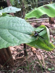 Polistes erythrocephalus