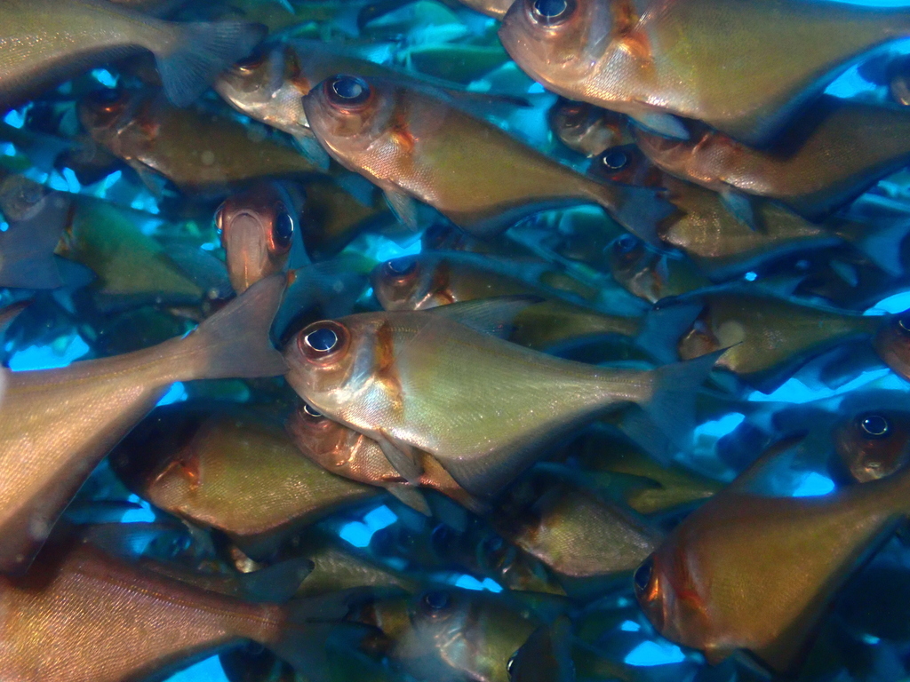 Klunzingers veegvis (Pempheris klunzingeri) — Pempheridae
