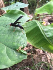 Polistes erythrocephalus