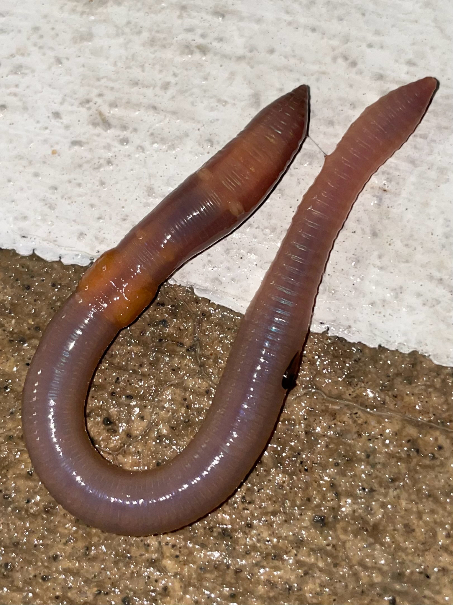 Lumbricus terrestris Linnaeus, 1758
