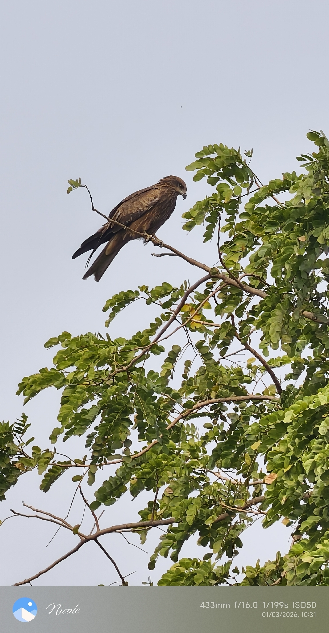 Milvus migrans (Boddaert, 1783)