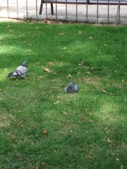 Columba livia