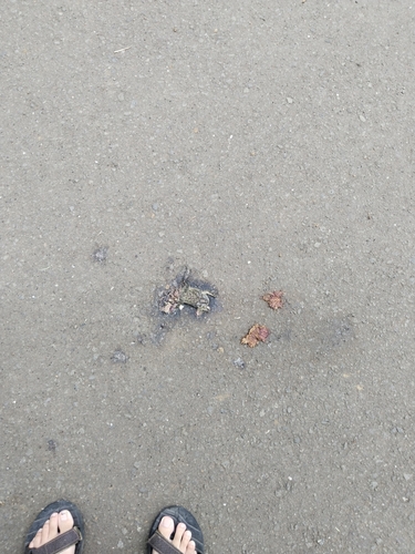 Duttaphrynus melanostictus