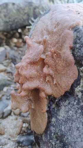 Suberites aurantiacus observed 2026-01-02
