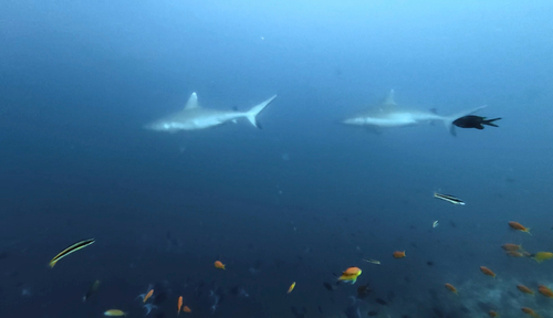 Carcharhinus amblyrhynchos