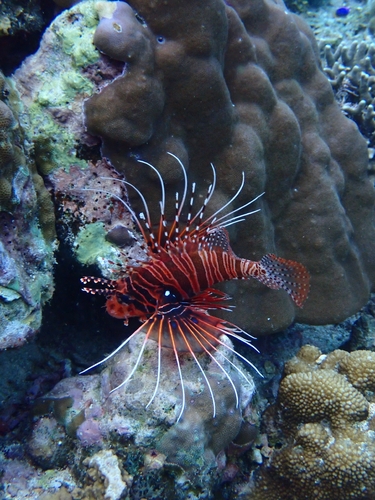 Banded lionfish (Pterois antennata) — Scorpaenidae